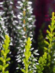 Herbstgewächs Heidekraut farbenfroh