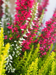 Herbstgewächs Heidekraut farbenfroh