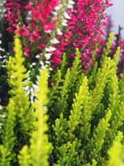 Herbstgewächs Heidekraut farbenfroh