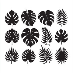 Monstera Leaf silhouette on white background
