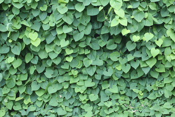 Background of green ivy branches.