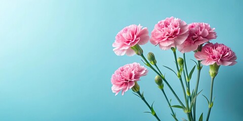 Fototapeta premium Asymmetrical pink carnations on a soft blue background in minimal style