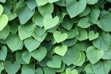 Background of green ivy branches.