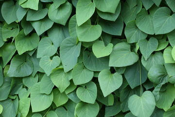 Background of green ivy branches.