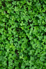  Lush Green Clover Field, Dense Clover Plants in Natural Meadow, Perfect Background for St. Patrick's Day or Nature Themes