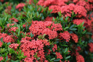 Bright red ixora flowers bloom vibrantly, contrasting beautifully with green foliage.