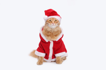 Christmas cat in Santa Claus outfit  on white background. Ideal for holiday greeting card. Festive background. celebrating Christmas. Happy New Year. Xmas. Winter Holiday postcard. Copy space