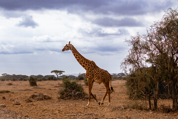 A Ugandan giraffe walking in Amboseli National Park, Kenya