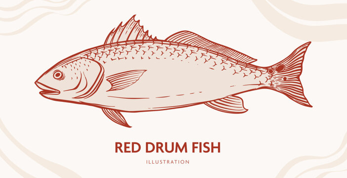 Vintage-style line art illustration of a red drum fish also known as redfish, channel bass, or spottail bass. Perfect for seafood branding, menus, and coastal-themed designs.