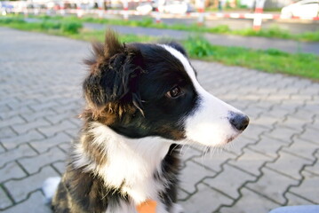 border collie dog looking along the sidewalk