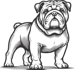 Line art French bulldog illustration. Ink style, cute animal for print Vector linear silhouette.