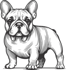 Line art French bulldog illustration. Ink style, cute animal for print Vector linear silhouette.