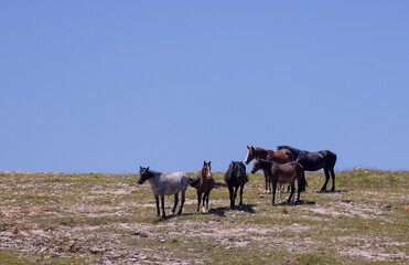 Wild Horses in Summer in the Pryor Mountains Montana