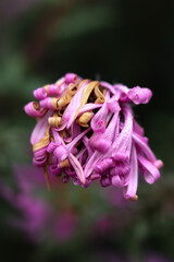 pink aster flowers in the garden, shallow depth of field.	