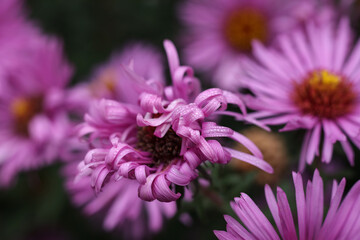 Obraz premium pink aster flowers in the garden, shallow depth of field.