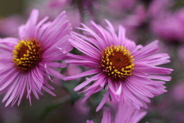 pink aster flowers in the garden, shallow depth of field.