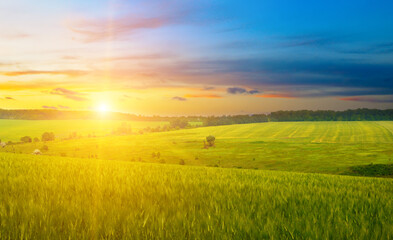 Green wheat field and sunrise.