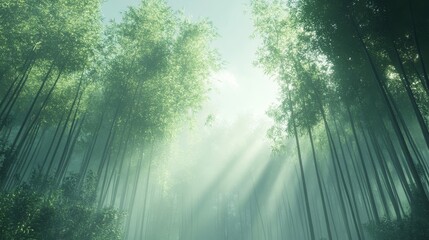 Obraz premium Sunbeams filtering through a misty bamboo forest.