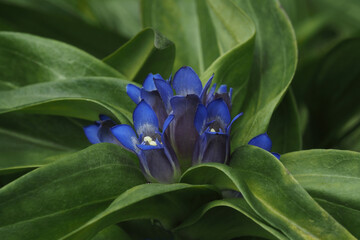 Kreuzenzian, Blüte