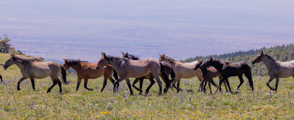 Obraz premium Wild Horses in Summer in the Pryor Mountains Montana