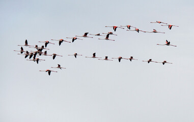 Flamingos im Flug, Südfrankreich