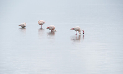 Flamingos, Südfrankreich