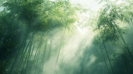 Fototapeta premium Sunlight Filtering Through a Dense Bamboo Forest