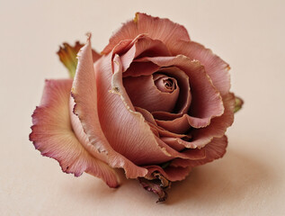 Flower of a fading rose on a light background.