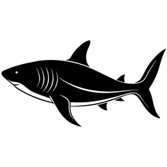 shark isolated on white