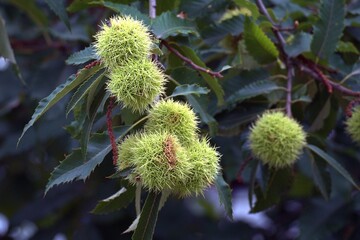 Bogues de châtaignes .