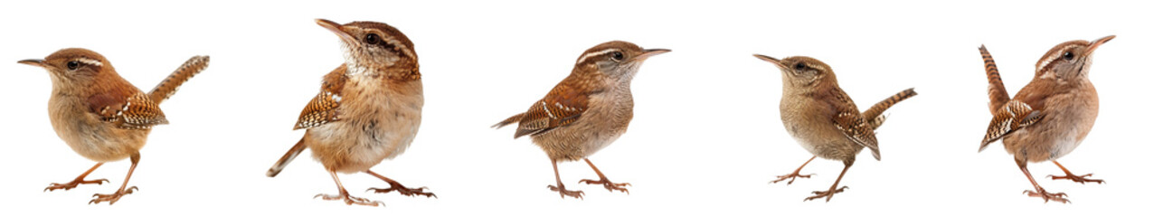 Close-up of wrens bird in studio light, isolated on transparent background, generative AI