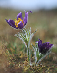 Küchenschellen-Blüte bei Bopfingen, Schwäbische Alb