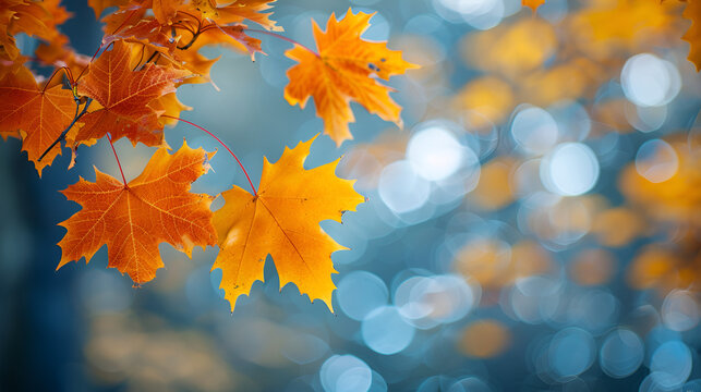 Fall maple leaves in full color on a tree branch copy&nbsp;space