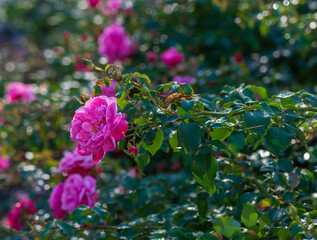 Pink rose flower in the garden.