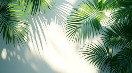 Obraz premium Palm Leaves Casting Shadows on a White Wall