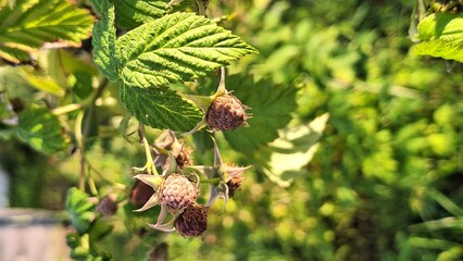 Sunlit raspberries growing on vines in lush greenery