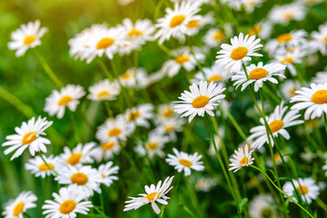 Fototapeta premium Camomile.Chamomile flower field.Field of camomiles at sunny day at nature.Spring, summer background. Meadow flowers. Medicinal plant.