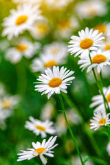 Camomile.Chamomile flower field.Field of camomiles at sunny day at nature.Spring, summer background. Meadow flowers. Medicinal plant.