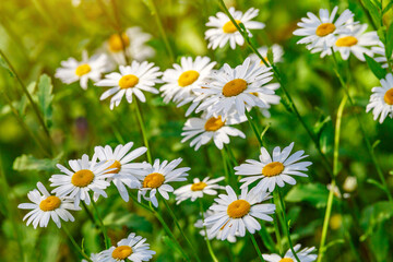 Fototapeta premium Camomile.Chamomile flower field.Field of camomiles at sunny day at nature.Spring, summer background. Meadow flowers. Medicinal plant.