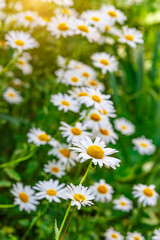 Fototapeta premium Camomile.Chamomile flower field.Field of camomiles at sunny day at nature.Spring, summer background. Meadow flowers. Medicinal plant.