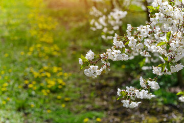 Cherry orchard in spring sunshine.Blue sky with clouds.Blossoming trees in spring in rural scenery with deep blue sky.Beauty world.Beauty of earth.