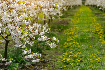 Cherry orchard in spring sunshine.Blue sky with clouds.Blossoming trees in spring in rural scenery with deep blue sky.Beauty world.Beauty of earth.