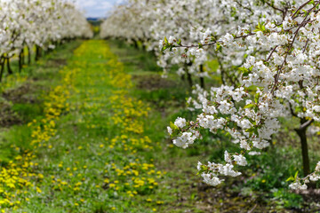 Cherry orchard in spring sunshine.Blue sky with clouds.Blossoming trees in spring in rural scenery with deep blue sky.Beauty world.Beauty of earth.