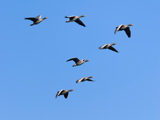 Greylag geese, Anser anser