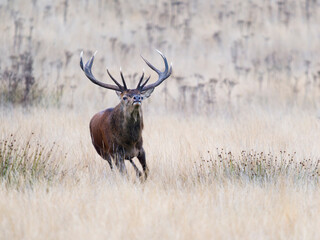 Red deer, Cervus elaphus