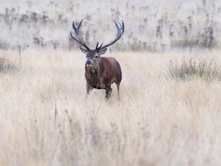 Red deer, Cervus elaphus
