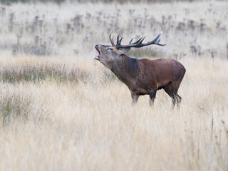 Red deer, Cervus elaphus