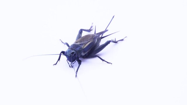 European house cricket Gryllus domesticus) the night singer (crickets sang in the home). Isolated on white