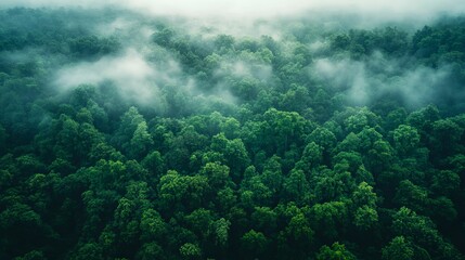 Aerial View of Foggy Forest Canopy