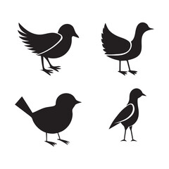 set of birds